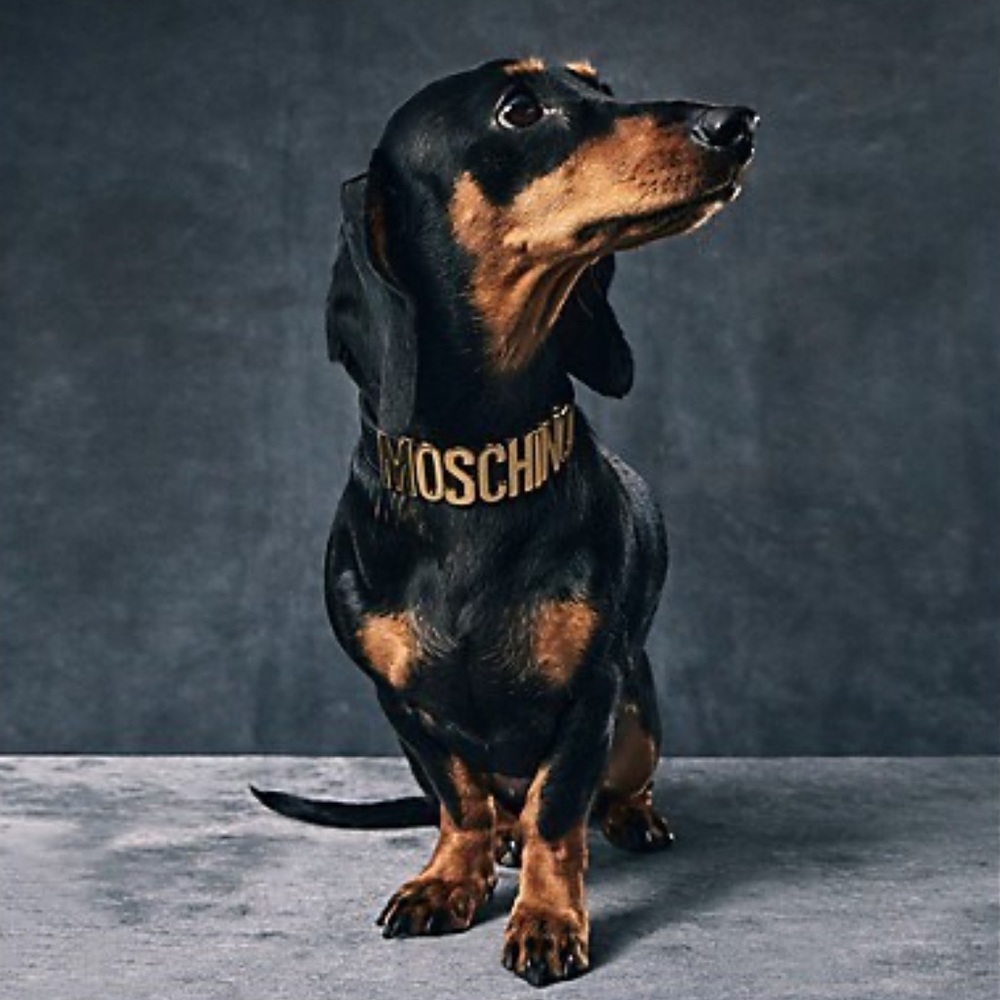 NIB Moschino Black Leather Gold Logo Dog Collar